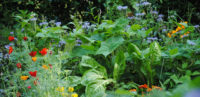 Le jardin désormais sans pesticides