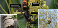 Frelon asiatique : comment le signaler ?