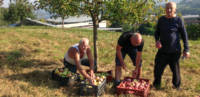 Une récolte de pommes pour les écoliers