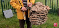 Un piège à frelons asiatiques installé au rucher