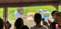 Le monde des abeilles