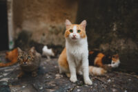 Que faire si vous trouvez un chat errant ?