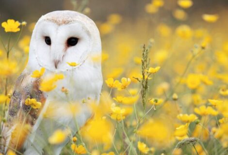 Faune sauvage