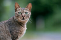 Que faire si vous trouvez un chat errant sur la voie publique ?
