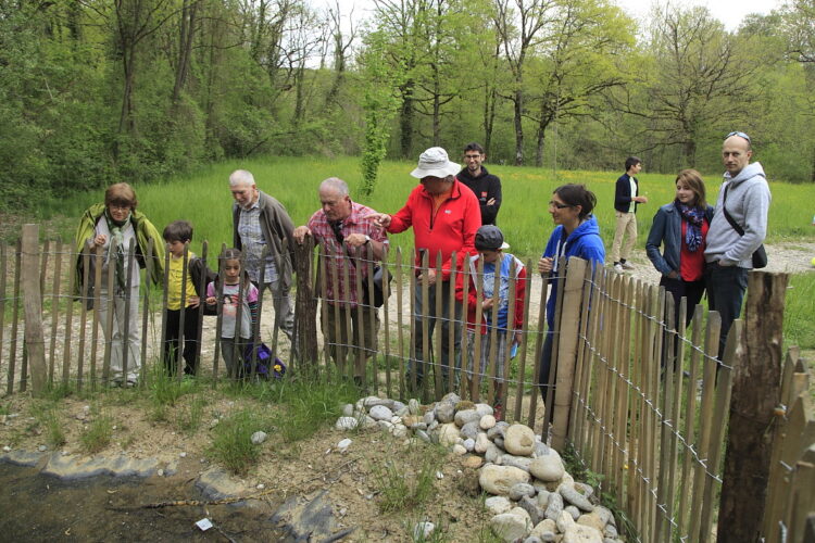 Journée Amphibiens