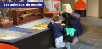 Animation famille : Les animaux du Musée